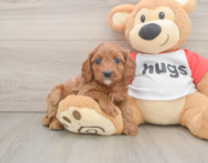 8 week old Cavapoo Puppy For Sale - Lone Star Pups