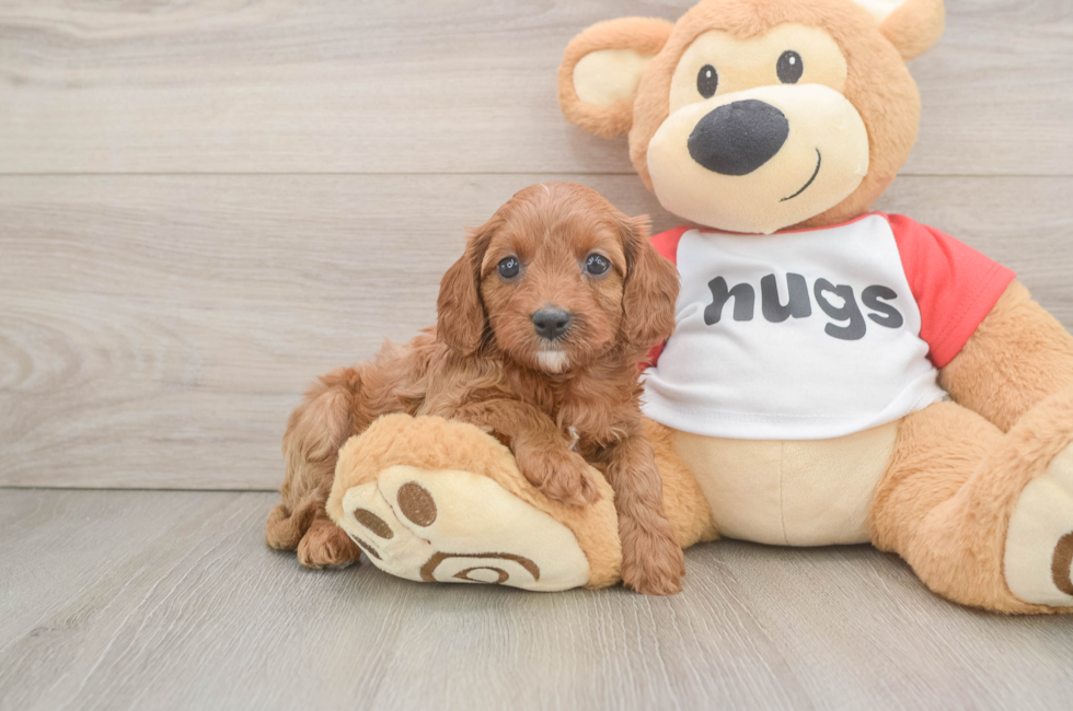 6 week old Cavapoo Puppy For Sale - Lone Star Pups