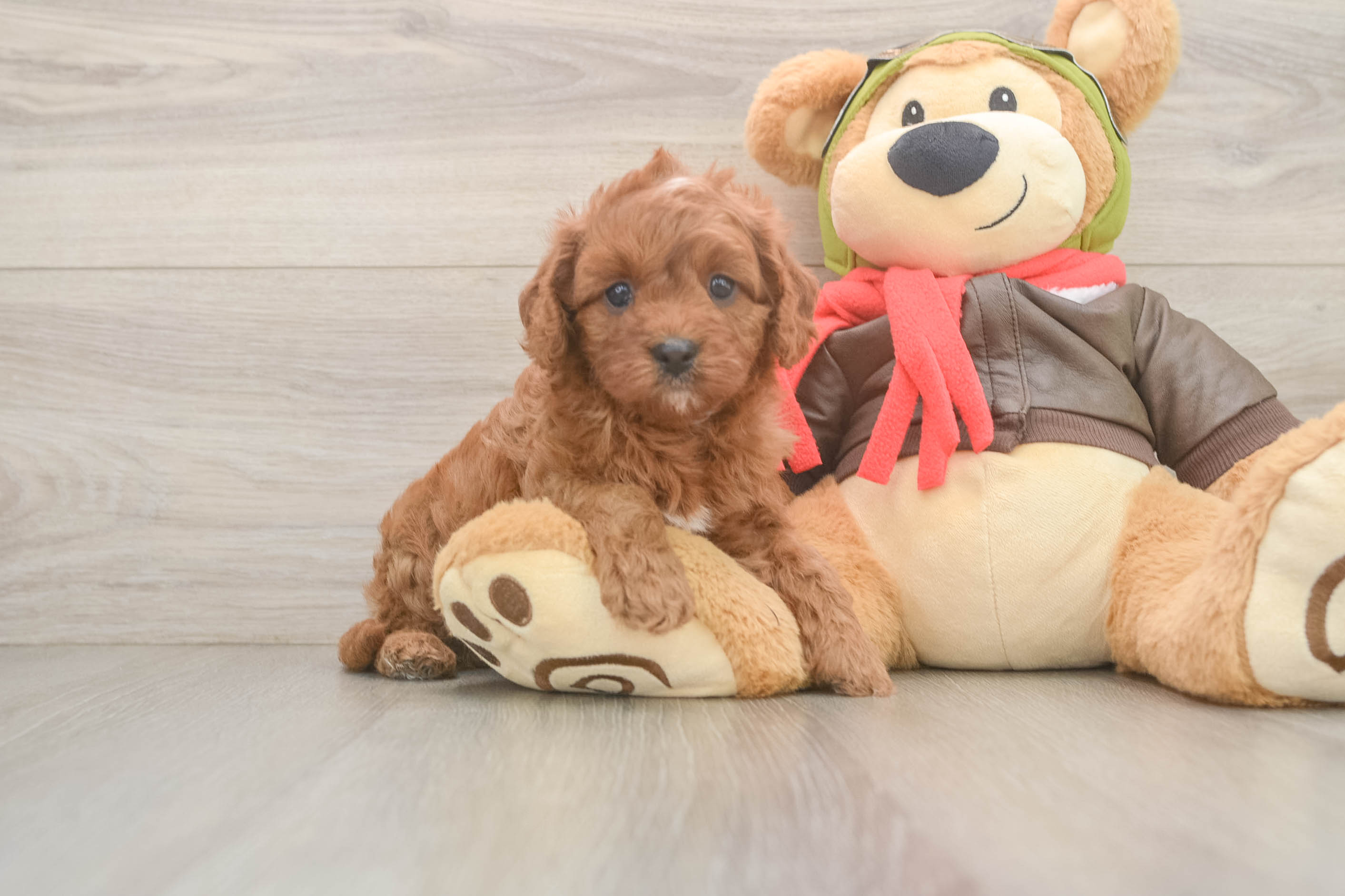 Cavapoo Pup Being Cute