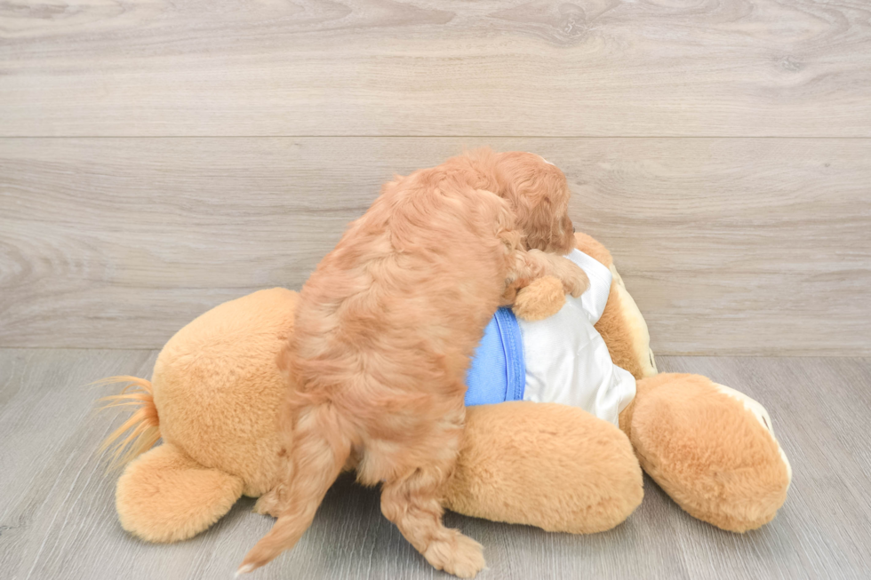 Cavapoo Puppy for Adoption