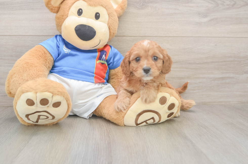 6 week old Cavapoo Puppy For Sale - Lone Star Pups