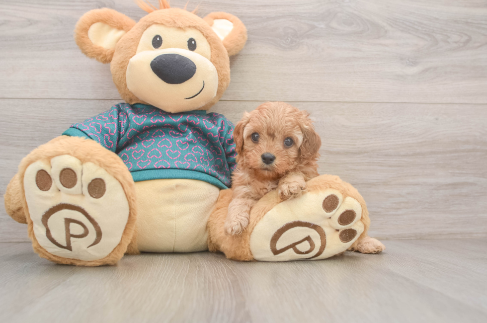 5 week old Cavapoo Puppy For Sale - Lone Star Pups