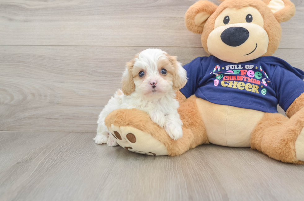 6 week old Cavapoo Puppy For Sale - Lone Star Pups