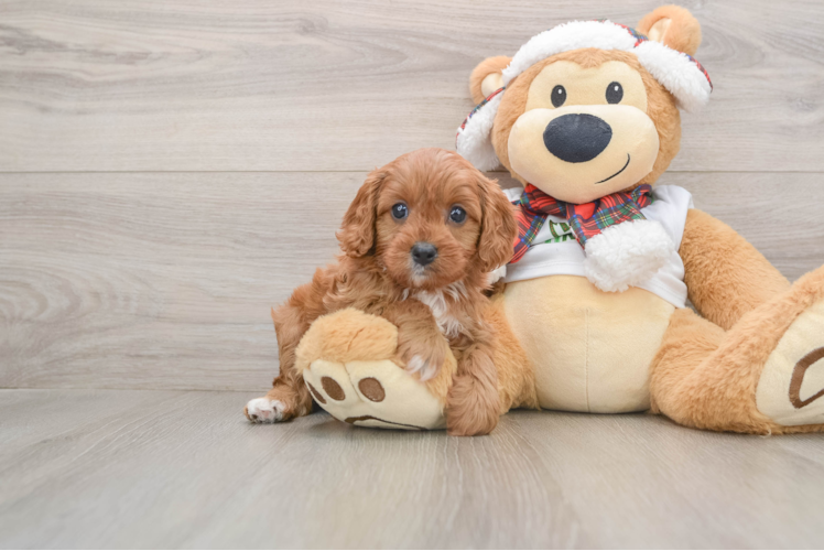 Cavapoo Pup Being Cute