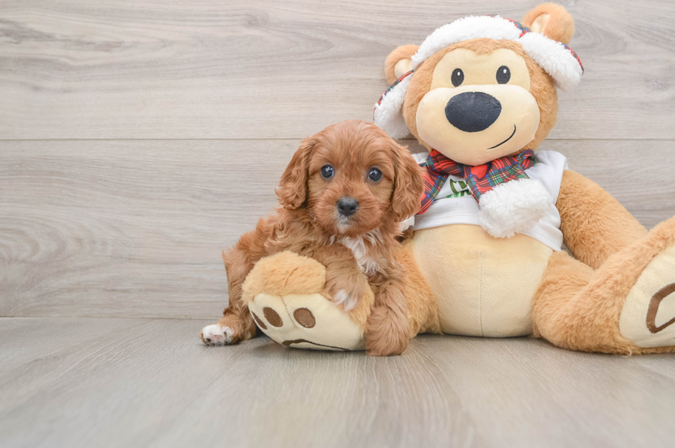 5 week old Cavapoo Puppy For Sale - Lone Star Pups