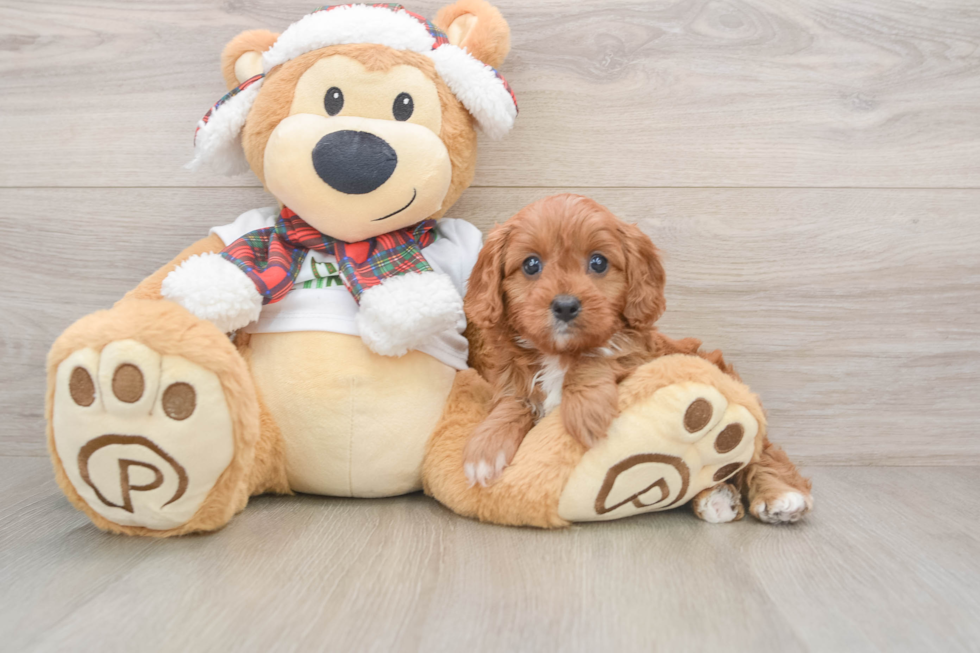 Best Cavapoo Baby