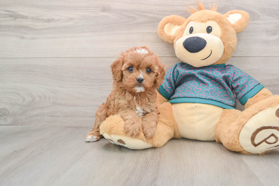 Hypoallergenic Cavadoodle Poodle Mix Puppy