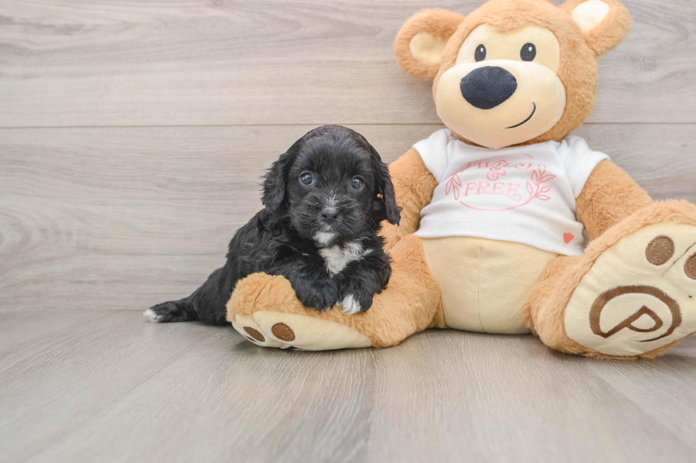 Hypoallergenic Cavadoodle Poodle Mix Puppy