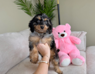 9 week old Cavapoo Puppy For Sale - Lone Star Pups