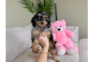Cute Cavapoo Baby