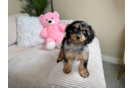 Cavapoo Pup Being Cute