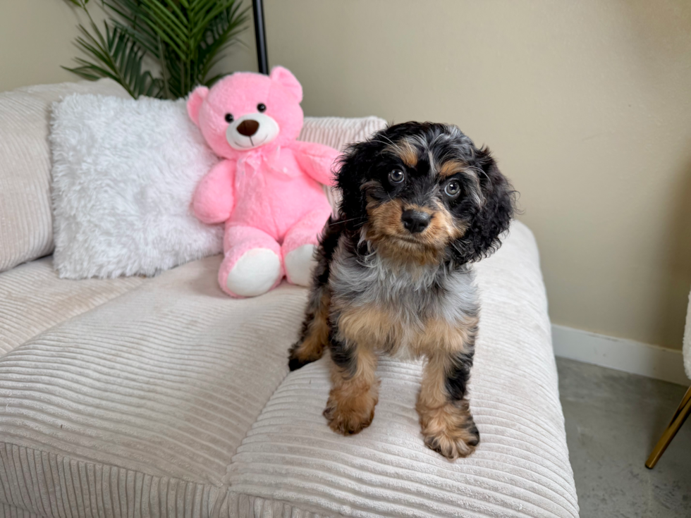 Cavapoo Pup Being Cute