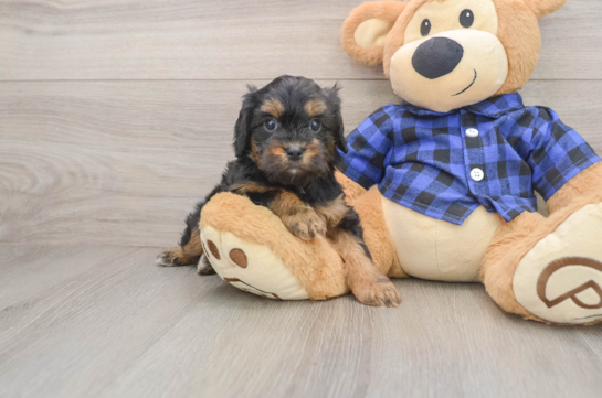 FLORA, a Cavapoo littermate