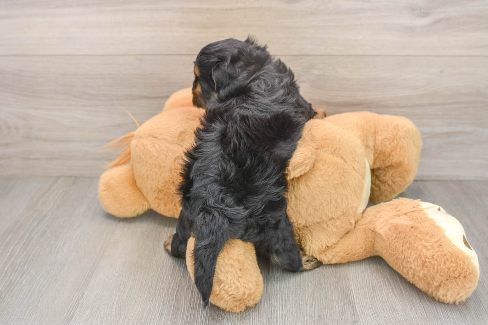 Fluffy Cavapoo Poodle Mix Pup