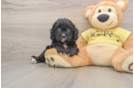 Happy Cavapoo Baby