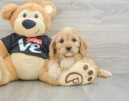 9 week old Cavapoo Puppy For Sale - Lone Star Pups