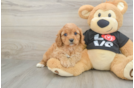 Popular Cavapoo Poodle Mix Pup