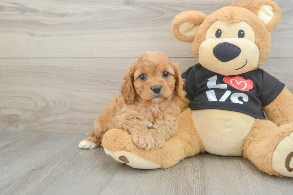 Popular Cavapoo Poodle Mix Pup