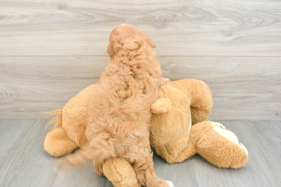 Funny Cavapoo Poodle Mix Pup
