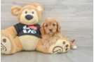 Small Cavapoo Baby