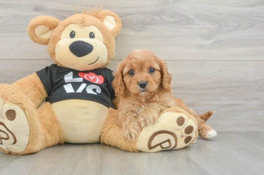 Small Cavapoo Baby