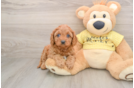 Best Cavapoo Baby