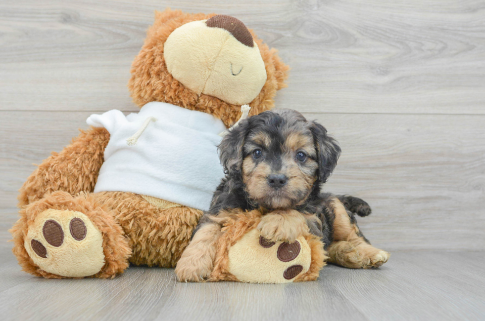 7 week old Cavapoo Puppy For Sale - Lone Star Pups