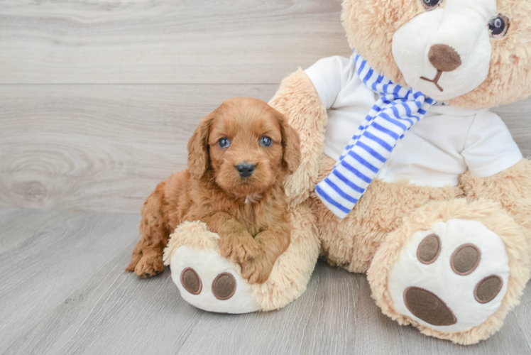 Energetic Cavoodle Poodle Mix Puppy