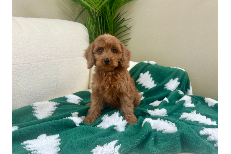 Cavapoo Pup Being Cute