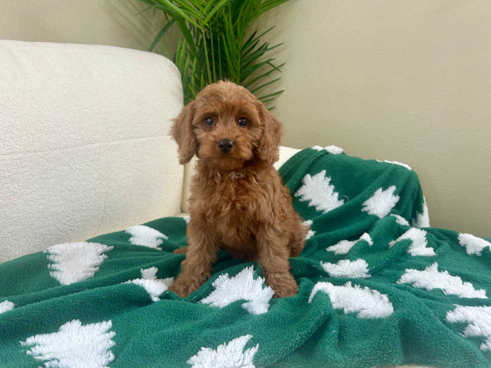 Cavapoo Pup Being Cute