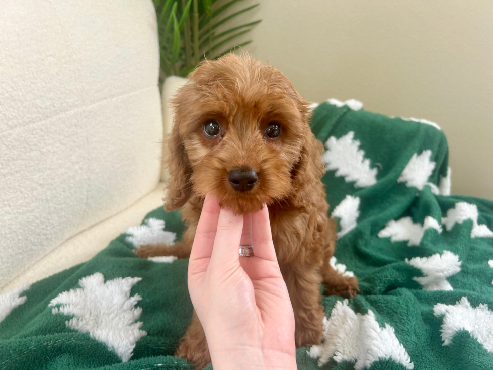 Cavapoo Puppy for Adoption