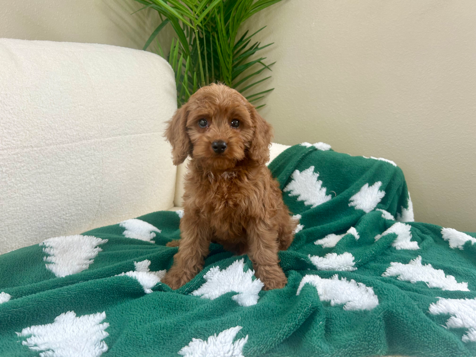 Cute Cavapoo Poodle Mix Pup
