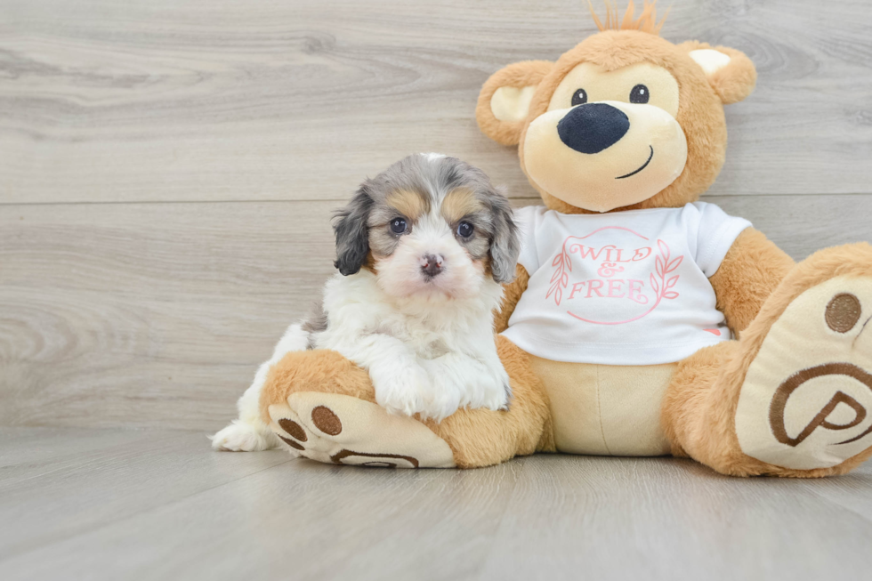 Sweet Cavapoo Baby