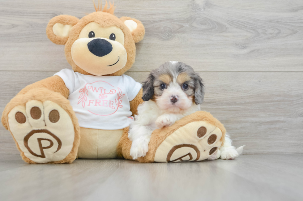 6 week old Cavapoo Puppy For Sale - Lone Star Pups