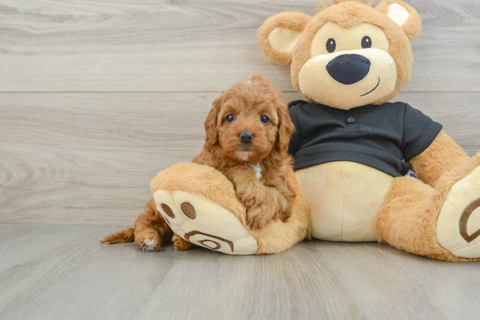 Best Cavapoo Baby