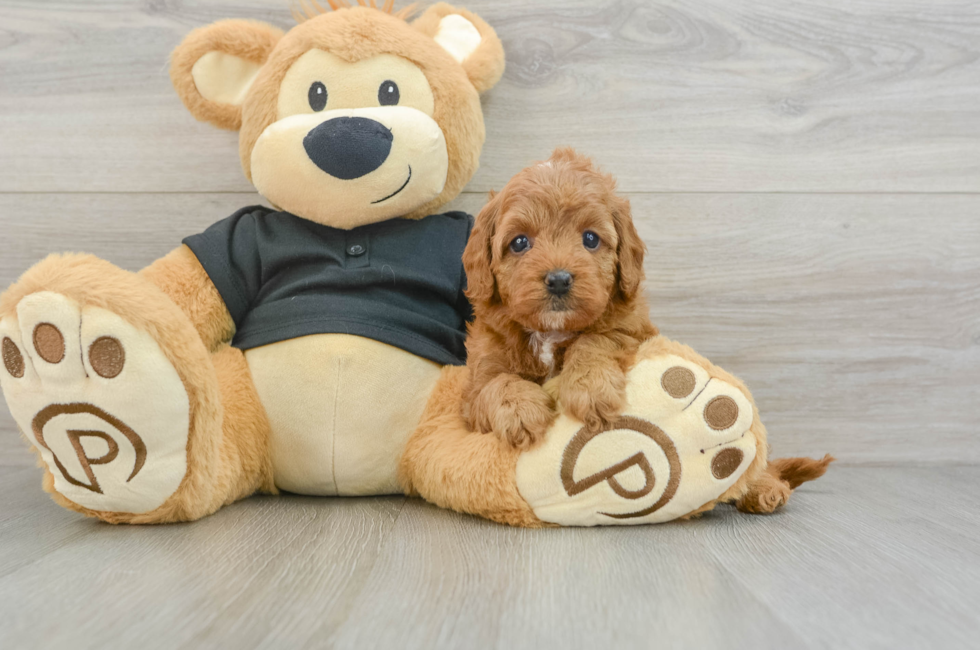 5 week old Cavapoo Puppy For Sale - Lone Star Pups