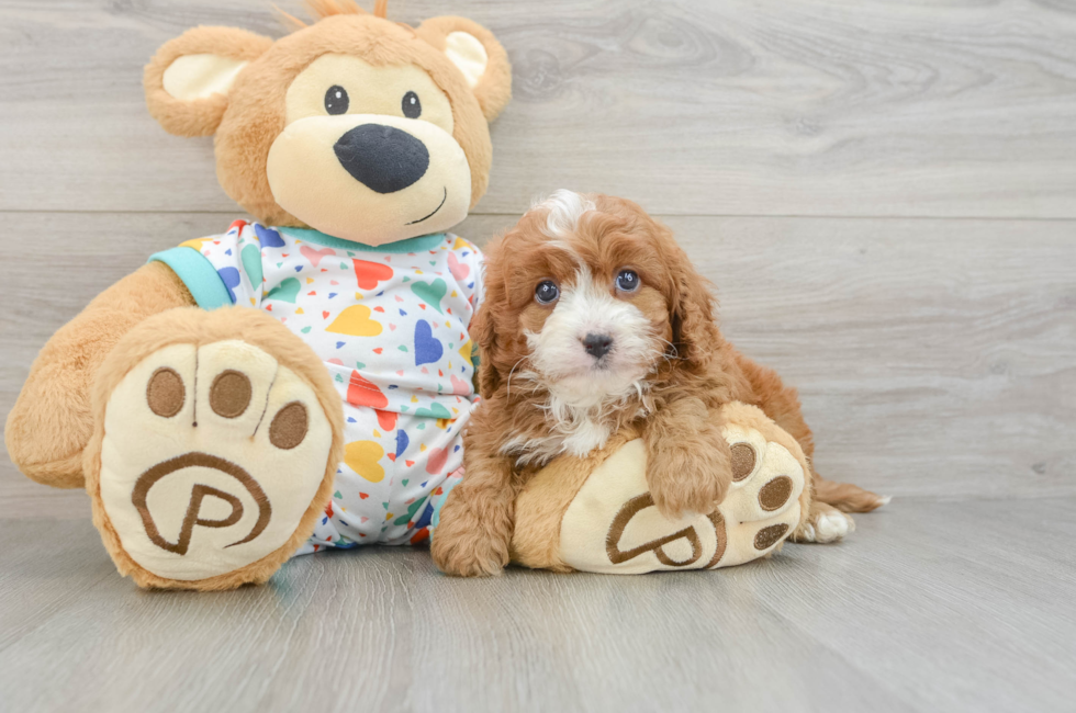 6 week old Cavapoo Puppy For Sale - Lone Star Pups