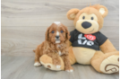 Little Cavipoo Poodle Mix Puppy