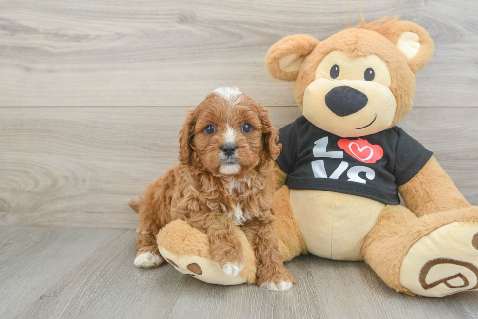 Little Cavipoo Poodle Mix Puppy