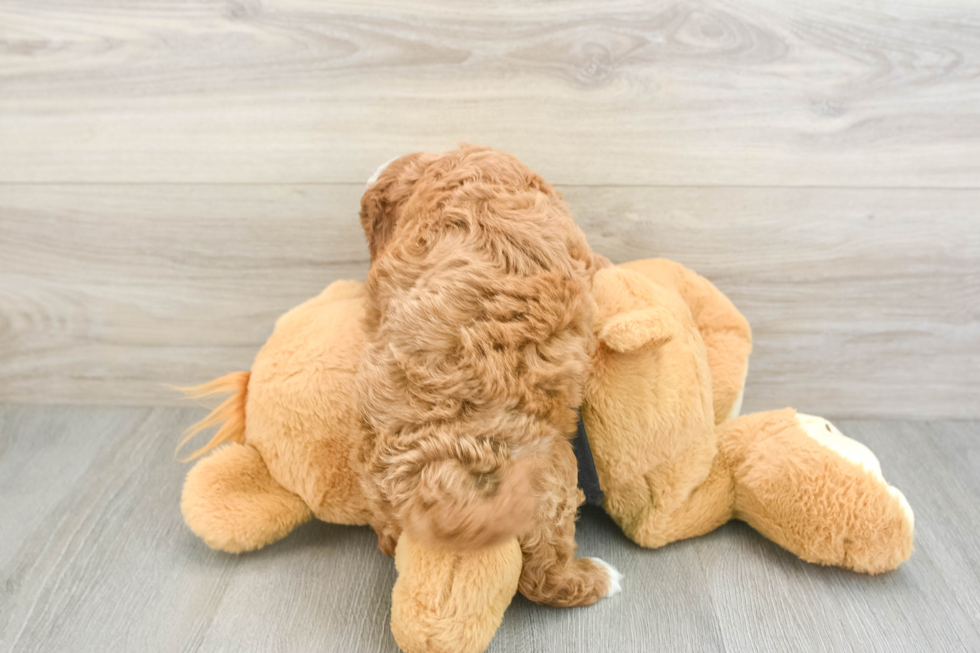 Cavapoo Pup Being Cute