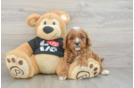 Fluffy Cavapoo Poodle Mix Pup