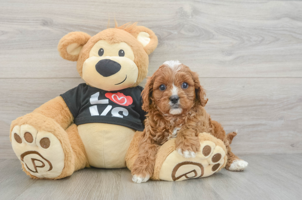 6 week old Cavapoo Puppy For Sale - Lone Star Pups