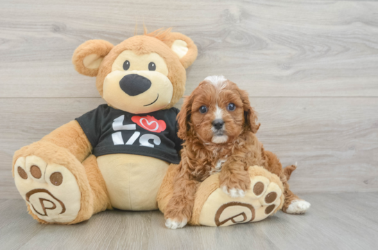 Fluffy Cavapoo Poodle Mix Pup