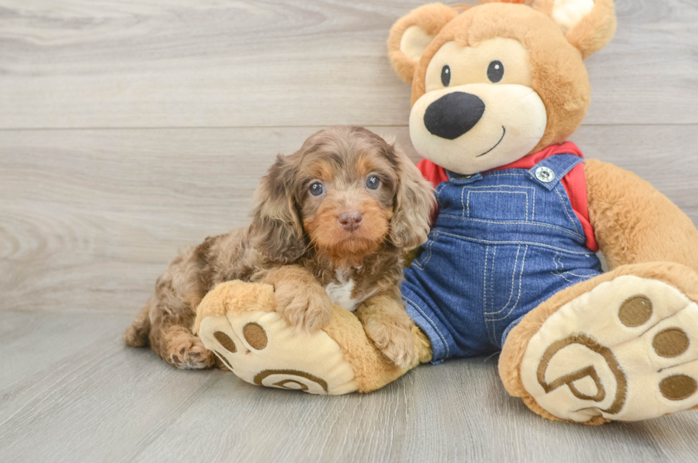 5 week old Cavapoo Puppy For Sale - Lone Star Pups