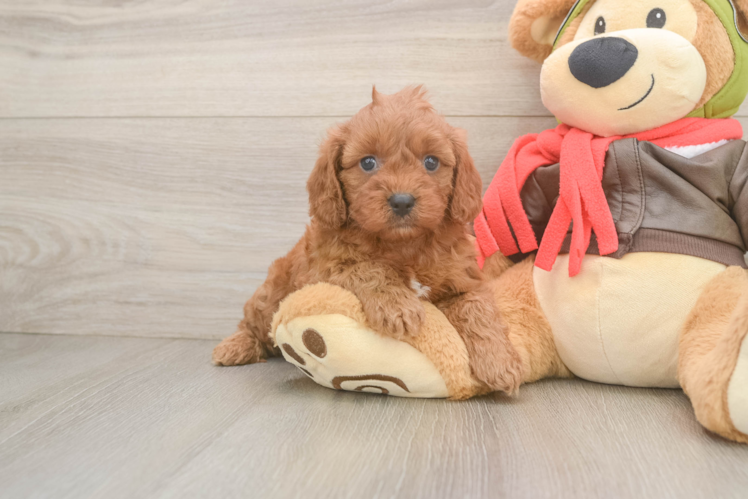Hypoallergenic Cavadoodle Poodle Mix Puppy