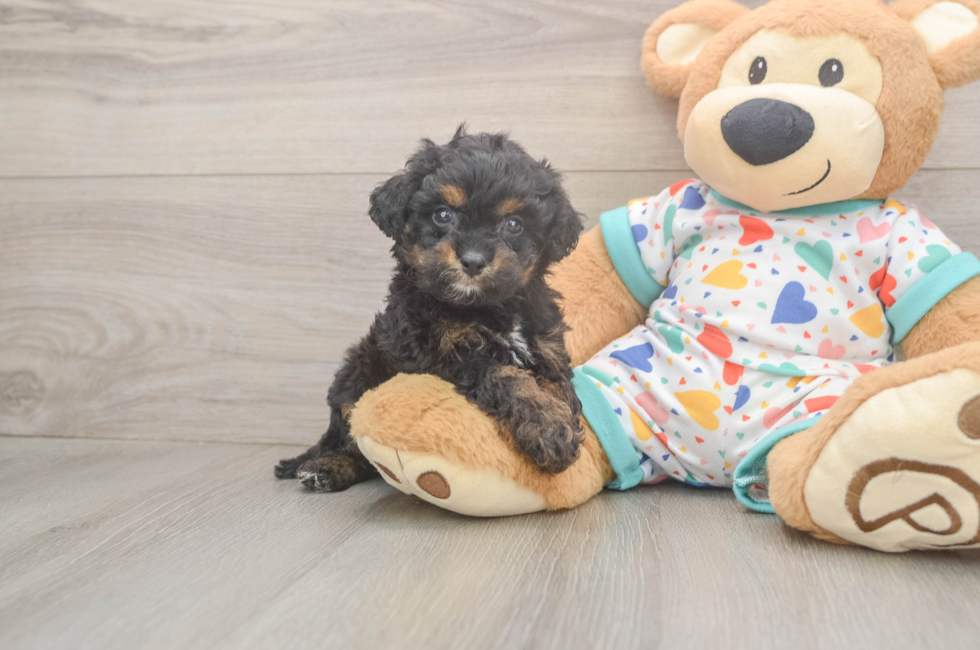 5 week old Cavapoo Puppy For Sale - Lone Star Pups