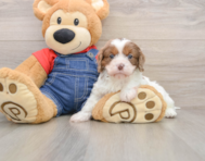 9 week old Cavapoo Puppy For Sale - Lone Star Pups