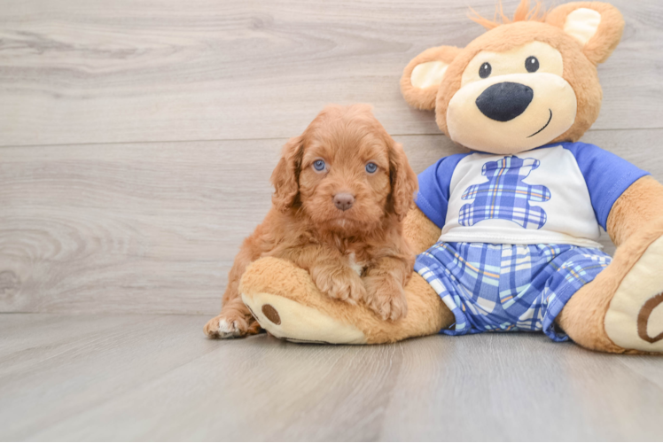 Popular Cavapoo Poodle Mix Pup