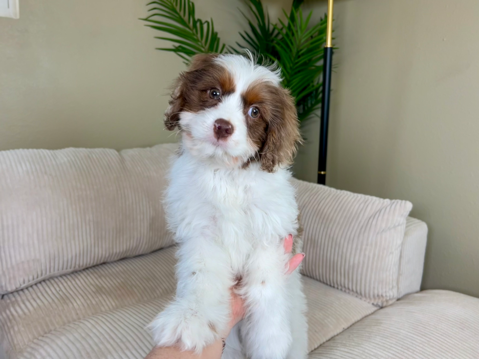 Cute Cavadoodle Poodle Mix Puppy
