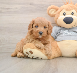 8 week old Cavapoo Puppy For Sale - Lone Star Pups